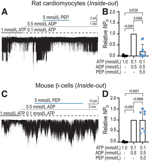 KATP channel activity in the presence of PEP. KATP activity was studied from inside-out recordings obtained from two different tissues. Channel activity was evaluated in cardiomyocytes isolated from neonatal rats (A) or in mouse β-cells (C). A and B: When PEP was perifused, a clear reduction in KATP activity was observed from recordings obtained from cardiomyocytes. In 4 out of 17 recordings, we did not observe a significant reduction in channel activity during PEP application, and these traces were removed for the final analysis. C and D: From mouse β-cells, however, PEP did not provoke a significant change in channel activity in any of the total traces we recorded. Openings were recorded at a holding potential of −50 mV and are displayed as downward deflections. Channel activity was quantified as NPo (Po, open probability; N, number of channels in the patch). Values are shown as the mean ± SD, with P values indicated.