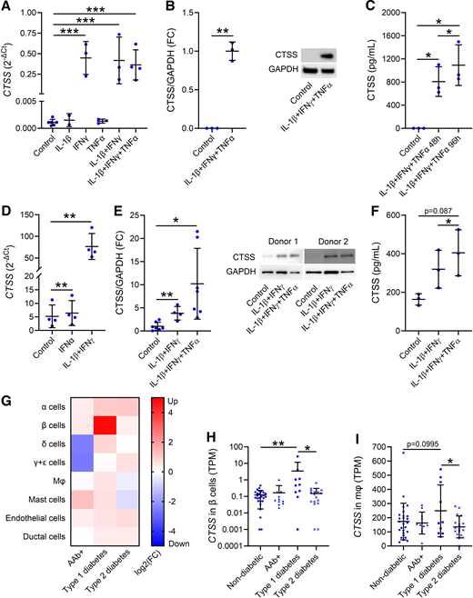 CTSS is induced and secreted from human islets and β-cells. A: CTSS mRNA expression in EndoC-βH5 cells left untreated or exposed to IL-1β, IFNγ, and TNFα, either alone or in combination, for 48 h (n = 2–6). Data were analyzed by real-time qPCR, normalized to the stably expressed housekeeping gene GAPDH and presented as 2-ΔCt. B: CTSS protein in EndoC-βH5 cells left untreated or exposed to IL-1β+IFNγ+TNFα for 96 h (n = 3). Data were analyzed by immunoblotting with GAPDH as loading control and presented as fold change (FC). Representative blot is shown. C: CTSS concentration (picograms per milliliter) analyzed by ELISA in media from EndoC-βH5 cells left untreated or exposed to IL-1β+IFNγ+TNFα for 0, 48, and 96 h (n = 3). D: CTSS mRNA expression in human islets left untreated or exposed to IFNα or IL-1β+IFNγ for 24 h (n = 4). Data were analyzed by real-time qPCR, normalized to the stably expressed housekeeping gene HPRT and presented as 2-ΔCt. E: CTSS protein in human islets left untreated or exposed to IL-1β+IFNγ(+TNFα) for 24 h (n = 4–7). Data were analyzed by immunoblotting with GAPDH as loading control and presented as FC. The blots show two representative human islet donors. F: CTSS concentration (picograms per milliliter) analyzed by ELISA in media from human islets left untreated or exposed to IL-1β+IFNγ(+TNFα) for 24 h (n = 3). G–I: Single-cell CTSS mRNA expression in islets from nondiabetic, autoantibody-positive (AAb+), type 1 diabetes, and type 2 diabetes donors. G: Heatmap of CTSS expression. Data are presented as log2(FC) based on mean normalized transcript per million (TPM) values, comparing group of interest vs. nondiabetic donors. H and I: CTSS expression in β-cells (H) and macrophages (Mφ) (I) from nondiabetic (N = 26), AAb+ (N = 11), type 1 diabetes (N = 10), and type 2 diabetes (N = 17) donors using normalized TPM values. Data are presented with means ± SD. *P < 0.05; **P < 0.01; ***P < 0.001.