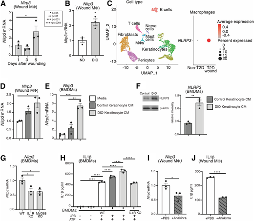 Diabetic wound keratinocytes enhance Mφ Nlrp3 inflammasome activity. A: Wound monocytes/Mφs (CD3−CD19−NK1.1−Ly6G−CD11b+) were isolated from DIO mice on days 1, 3, and 5, n = 4 mice per group, wounds pooled, repeated in triplicate. Gene expression of Nlrp3 was measured via qPCR. B: Nlrp3 expression was examined via qPCR in wound monocytes/Mφs isolated from DIO and control mice on day 5 post-injury; n = 4 mice per group, wounds pooled, repeated in triplicate. C: UMAP cluster analysis of single-cell sequencing from non-T2D (n = 2) and T2D wound (n = 1) samples. Dot plot demonstrating NLRP3 expression within Mφs in human T2D and non-T2D samples. The dot size represents the proportion of cells within the group expressing NLRP3, and the dot color corresponds to the level of expression. D and E: Nlrp3 expression was examined via qPCR in WT wound monocyte/Mφs and BMDMs isolated from non-DIO mice following stimulation with and without DIO or control day 5 wound KCM for 5 h; n = 4 mice per group for KCM, wounds pooled, repeated in triplicate. F: Protein levels of NLRP3 were assayed in WT BMDMs isolated from non-DIO mice stimulated with and without DIO or control wound KCM for 24 h. Representative blot shown (β-actin served as loading control). Protein band density of NLRP3 was normalized to β-actin, as digitally quantified by ImageJ; n = 4 mice per group for KCM, wounds pooled, repeated in triplicate. G: BMDMs were harvested from non-DIO WT, IL-1R KO, and MyD88 KO mice and stimulated with DIO wound KCM for 5 h. Nlrp3 expression was examined via qPCR; n = 4 mice per group for KCM, wounds pooled, repeated in triplicate. H: BMDMs from non-DIO WT or IL-R KO mice were treated with DIO or control KCM overnight; 100 ng/mL LPS and 5 mmol/L ATP were added before harvesting to activate the NLRP3 inflammasome and release mature IL-1β. Supernatants were collected, and IL-1β was measured by ELISA; n = 4 mice per group for KCM, wounds pooled, repeated in triplicate. I: Four-millimeter punch biopsy wounds were created on DIO mice, and wounds were injected daily post-injury with Anakinra (0.75 μg/100 μL) or PBS control. Wound monocytes/Mφs (CD3−CD19−NK1.1−Ly6G−CD11b+) were isolated from Anakinra or PBS control mice on day 5; n = 5 mice per group, wounds pooled, repeated in triplicate. Nlrp3 gene expression was measured via qPCR; n = 5 mice per group, wounds pooled, repeated in triplicate. J: IL-1β was measured by ELISA from day 5 wound monocyte/Mφs isolated from Anakinra-treated and PBS control mice; n = 4 mice per group, wounds pooled, repeated in triplicate. Data were analyzed for variances, and a one-way ANOVA or two-tailed Student t test was performed. *P < 0.05, **P < 0.01, ***P < 0.001, and ****P < 0.0001. Data are presented as mean and SEM.