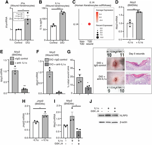 IL-1α is increased in human diabetic wound keratinocytes and induces Mφ Nlrp3 expression via JMJD3. A: Four-millimeter punch biopsy wounds were created on DIO and control mice. Wound keratinocytes were isolated on day 5. Il1a expression was measured via qPCR; n = 4 mice per group, wounds pooled, repeated in triplicate. B: IL-1α production by DIO and control day 5 wound keratinocytes were measured by ELISA; n = 4 mice per group, wounds pooled, repeated in triplicate. C: Dot plot demonstrating IL1A expression within keratinocytes in human T2D and non-T2D samples. The dot size represents the proportion of cells within the group expressing IL1A, and the dot color corresponds to the level of expression. D: Nlrp3 expression was assayed via qPCR in non-DIO WT BMDMs stimulated with and without 3 pg/mL IL-1α for 5 h, repeated in three independent experiments. E: Non-DIO WT BMDMs stimulated with DIO KCM with IgG control or anti-IL1α for 5 h. Nlrp3 gene expression was assayed via qPCR, repeated in three independent experiments. F and G: Four-millimeter punch biopsy wounds were created on DIO mice, and wounds were injected daily post-injury with 1 mg/kg IgG control or anti-IL1α. F: Wound monocytes/Mφs were isolated from IgG control or anti-IL1α–treated mice on day 5. Nlrp3 gene expression was measured via qPCR; two wounds per mouse, n = 4 mice per group, pooled, repeated in triplicate. G: The changes in wound area were recorded daily and analyzed using ImageJ software. Displayed is the percent of initial wound area on day 5 post-injury. Representative photographs of the wounds and hematoxylin-eosin stained representative images (magnification, 4×) were taken on day 5; two wounds per mouse, n = 4 mice per group. H: Jmjd3 expression was assayed via qPCR in non-DIO WT BMDMs stimulated with and without 3 pg/mL IL-1α for 5 h, repeated in three independent experiments. I: Nlrp3 gene expression was assayed via qPCR in non-DIO WT BMDMs stimulated with and without 3 pg/mL IL-1α and 10 µmol/L GSK-J4 for 5 h, repeated in three independent experiments. J: NLRP3 protein levels were examined in non-DIO WT BMDMs stimulated with and without 3 pg/mL IL-1α and 10 µmol/L GSK-J4 for 24 h. Representative blot shown (β-actin served as loading control). Data were analyzed for variances, and a one-way ANOVA or two-tailed Student t test was performed. *P < 0.05, **P < 0.01, and ***P < 0.001. Data are presented as mean and SEM.