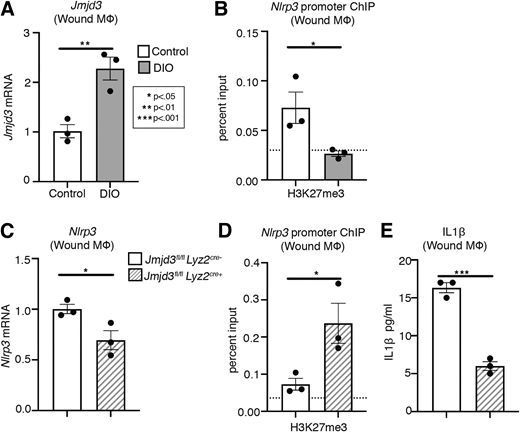 Mφ-specific KO of JMJD3 decreases NLRP3 inflammasome activity.A: Four-millimeter punch biopsy wounds were created on DIO and control mice. Wound monocytes/Mφs were isolated from day 5 wounds. Gene expression of Jmjd3 was measured via qPCR; n = 5 mice per group, wounds pooled, repeated in triplicate. B: ChIP analysis for H3K27me3 on the Nlrp3 promoter from monocyte/Mφs isolated from DIO and control day 5 wounds; n = 5 mice per group, wounds pooled, repeated in triplicate. Dotted line represents IgG controls. C: Nlrp3 expression in Jmjd3f/fLyz2Cre+ and littermate control wound monocyte/Mφs harvested on day 5; n = 4 mice per group, wounds pooled, repeated in triplicate. D: Monocyte/Mφs were isolated from Jmjd3f/fLyz2Cre+ and littermate control day 5 wounds. ChIP analysis for H3K27me3 at the Nlrp3 promoter; n = 4 mice per group, wounds pooled, repeated in triplicate. Dotted line represents IgG controls. E: IL-1β release measured by ELISA. n = 4 mice per group, wounds pooled, repeated in triplicate. Data were analyzed for variances, and a one-way ANOVA or two-tailed student t test was performed. *P < 0.05, **P < 0.01, and ***P < 0.001. Data are presented as mean and SEM.