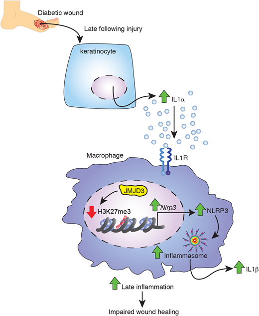NLRP3 inflammasome activity regulation in diabetic wound Mφs late post-injury.