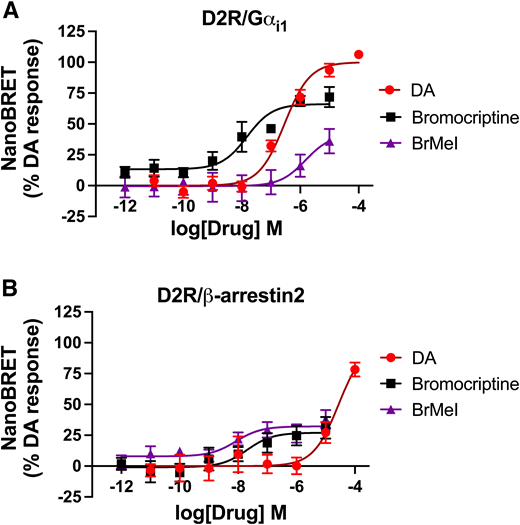 BrMeI stimulation causes preferential recruitment of β-arrestin2 to D2R. Concentration-response nanoBRET assays examining recruitment of G protein Gαi1 and β-arrestin2 to D2R in response to stimulation by DA, unmodified bromocriptine, or BrMeI. HEK-293T cells expressed HaloTag-labeled D2R and either nanoluciferase-labeled Gαi1 or β-arrestin2 as the respective nanoBRET pairs. A: Stimulation by DA, bromocriptine, or BrMeI resulted in dose-dependent Gαi1 recruitment to D2R. BrMeI was less efficacious or potent (EC50 = 1.52 μmol/L) than either canonical D2R ligand DA (EC50 = 0.29 μmol/L) or bromocriptine (EC50 = 15.07 nmol/L). B: BrMeI was more potent in eliciting β-arrestin2 recruitment to D2R (EC50 = 8.37 nmol/L) compared with bromocriptine (EC50 = 20.13 nmol/L) or DA (EC50 = 27.63 μmol/L). BrMeI exhibited β-arrestin2 recruitment efficacy similar to bromocriptine but was fourfold less efficacious than DA. NanoBRET data were baseline-corrected and normalized to the percentage of maximal DA response. Values on the x-axis indicate log[Drug] in mol/L (M). Assays were performed in triplicate from three or more independent experiments. Data are represented as mean ± SEM for all experimental replicates.
