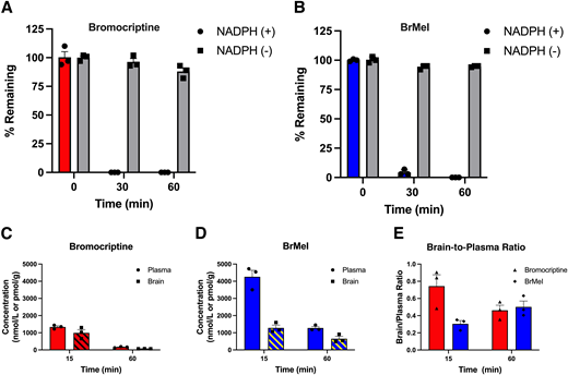 Phase I metabolic stability and pharmacokinetic analysis of BrMeI vs. bromocriptine. A and B: Phase I metabolic stability assay of BrMeI vs. bromocriptine. BrMeI and bromocriptine (1 µmol/L) were incubated with mouse liver microsomes in the presence or absence of NADPH (negative control). The percentage of drug remaining across time was measured by liquid chromatography-MS/MS (LC/MS/MS). Bromocriptine (A) and BrMeI (B) underwent significant phase I metabolism in mouse liver microsomes. Bromocriptine was entirely metabolized within 30 min. For BrMeI, <5% of the drug similarly remained by 30 min and 0% within 60 min. Data are represented as the mean percentage of the remaining drug ± SEM (n = 3 per time point). C–E: Pharmacokinetic analysis of BrMeI vs. bromocriptine in mice. Brain and plasma concentrations of BrMeI and bromocriptine were measured at 15 min and 60 min after i.v. administration (10 mg/kg for both drugs). Bromocriptine (C) exhibited lower plasma levels at both time points compared with BrMeI (D). Plasma levels of BrMeI remained eightfold higher at 1 h compared with bromocriptine. E: The brain-to-plasma ratios for BrMeI were lower at 15 min but similar at 60 min. Data are represented as the mean ± SEM (n = 3 per group).