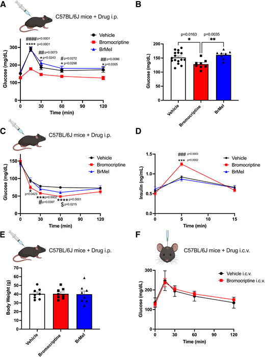 Tandem targeting of central and peripheral dopaminergic targets is required for treating dysglycemia in vivo. A: Western diet-fed dysglycemic C57BL/6J wild-type mice were systemically treated with bromocriptine (10 mg/kg i.p., in red), BrMeI (10 mg/kg i.p., in blue), or vehicle (i.p., in black). OGTT (2 g/kg glucose) revealed significant effects of drug treatment (P < 0.0001) on improvement in glucose tolerance driven by bromocriptine (n = 8); BrMeI (n = 8) did not significantly modify glucose tolerance (P > 0.05) vs. vehicle (n = 16). *P < 0.05 bromocriptine vs. vehicle; #P < 0.05, ##P < 0.01, ####P < 0.0001, bromocriptine vs. BrMeI. B: Among the Western diet-fed dysglycemic wild-type mice in A, bromocriptine-treated animals (n = 8; 10 mg/kg i.p.) exhibited significantly lower fasting blood glucose compared with BrMeI (10 mg/kg i.p.; P = 0.0035, n = 8) or vehicle (P = 0.0163, n = 16). *P < 0.05, **P < 0.01. C: ITT in Western diet-fed dysglycemic wild-type mice showed that bromocriptine treatment (10 mg/kg i.p., in red; n = 8) led to significant improvements in insulin sensitivity vs. vehicle (i.p., n = 8), with smaller improvements produced by BrMeI (10 mg/kg i.p., n = 8). *P < 0.05, ***P < 0.001, ****P < 0.0001 bromocriptine vs. vehicle; #P < 0.05, bromocriptine vs. BrMeI; $P < 0.05, BrMeI vs. vehicle. D: Bromocriptine treatment also significantly enhanced plasma insulin levels during the ITT (see panel C) compared with BrMeI (P = 0.0003) or vehicle (P = 0.0002) groups. ***P < 0.001, bromocriptine vs. vehicle, ###P < 0.001, bromocriptine vs. BrMeI. E: There was no significant effect of bromocriptine or BrMeI on body weight vs. vehicle treatment in Western diet-fed wild-type mice (P > 0.05) (n = 8/group). F: Intracerebroventricular (i.c.v.) administration of bromocriptine (10 mg/kg, in red) in Western diet-fed dysglycemic wild-type mice. OGTT (2 g/kg glucose) did not significantly modify glucose tolerance vs. i.c.v. vehicle treatment (in black) (n = 8/group; P > 0.05). All data represented as mean ± SEM.