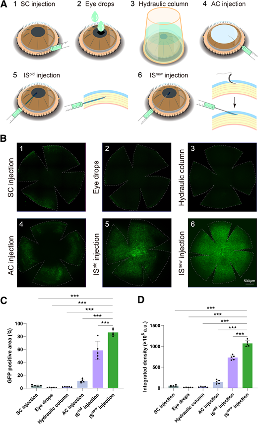 Efficient AAV.rh10 delivery to the cornea via ISnew. A: Schematic illustration of six tested delivery routes: 1, subconjunctival injection; 2, topical eye drops; 3, hydraulic column on the cornea; 4, intracameral injection; 5, traditional intrastromal injection; 6, improved intrastromal injection. B: Representative images of GFP expression in corneal whole mounts 2 weeks post–AAV-Con injection via different delivery routes. Only the two intrastromal injection methods (ISold and ISnew) resulted in efficient GFP expression in the cornea, with the improved method exhibiting more homogenous GFP distribution. C: Percentage of GFP-positive areas in the cornea. D: Quantification of integrated GFP density in corneas treated with different delivery routes. n = 5. ***P < 0.001.