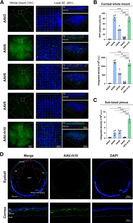 AAV.rh10 exhibits higher affinity and transduction efficiency to corneal nerves without off-target effects. A: Corneal flatmounts (10×) and local 3D imaging (40×) images at 1 month post–intrastromal injection of 2 × 109 vg of AAV2, AAV6, AAV8, AAV9, and AAV.rh10. Nerve terminals are indicated by red arrows. n = 4. B: Percentage of GFP-positive areas and GFP intensity in corneas treated with different serotypes. n = 4. ***P < 0.001, ns, not significant. C: GFP intensity in the corneal basal nerve plexus and terminals treated with different serotypes. n = 4. ***P < 0.001. D: GFP signal was limited to the corneal stromal layer 1 month after ISnew injection of 2 × 1010 vg AAV.rh10. No off-target GFP was observed in other ocular tissues (iris, lens, sclera, retina, and extraocular muscles).