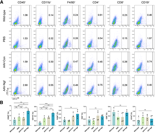 Immune responses in the cornea at 1 week after ISnew injection of AAVs. A: Flow cytometry analysis of CD45+, CD11b+, F4/80+, CD4+, CD8+, and CD19+ immune cells in corneas of mice at 1 week after receiving noninjection, PBS injection, ISnew injection of AAV-Con, and ISnew injection of AAV-Ngf. Increased immune cells were mainly CD11b+ myeloid cells. B: Quantification of the percentage of positive cells in corneas of different groups. n = 4. *P < 0.05, **P < 0.01, ***P < 0.001, ns, not significant.