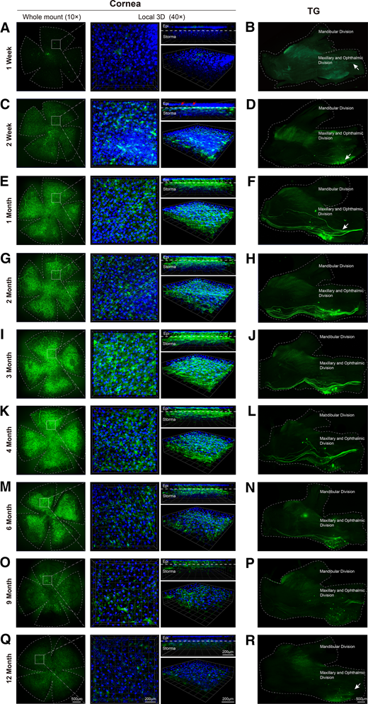 GFP expression pattern in the cornea and TG after ISnew injection of AAV-Con. Low amplification (10×) flatmount image and high amplification (40×) 3D scanning of the cornea collected at 1 week (A), 2 weeks (C), 1 month (E), 2 months (G), 3 months (I), 4 months (K), 6 months (M), 9 months (O), and 12 months (Q) after ISnew injection of AAV-Con. GFP-positive subepithelial nerves were first observed at 2 weeks (C, red arrows) and enriched since month 1 (E). GFP expression pattern in TG at 1 week (B), 2 weeks (D), 1 month (F), 2 months (H), 3 months (J), 4 months (L), 6 months (N), 9 months (P), and 12 months (R) after ISnew injection of AAV-Con. Weak GFP signals can be observed in TG at week 1 (B, white arrow). A large number of nerves in the ophthalmic division were transduced since 1 month (F–P). n = 4 for each time point.