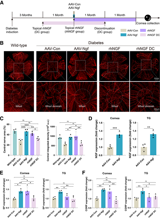 AAV-Ngf recovers corneal nerve structures in diabetic mice. A: Timeline of AAV-Ngf and rhNGF treatments in diabetic mice. Diabetic mice were randomly divided to receive four types of treatments: topical rhNGF for 2 months and discontinuation for 1 month (rhNGF DC), topical rhNGF for 2 months (rhNGF), AAV-Con injection, and AAV-Ngf injection. B: Nerve status of the cornea. The central cornea was amplified to observe the whorl morphology. Clear central nerve whorls were observed in the AAV-Ngf group and the rhNGF group, with nerve density comparable to wild-type mice. In contrast, the AAV-Con group and rhNGF DC group showed reduced nerve density and disappearance of central nerve whorls. C: Quantification of the nerve area and density in all groups. n = 4. *P < 0.05, **P < 0.01, ***P < 0.001, ns, not significant. D: NGF expression was significantly increased in both the cornea (1.3-fold) and TG (1.3-fold) of diabetic mice at 2 months after AAV-Ngf injection. n = 4. **P < 0.01, ***P < 0.001. E: SP protein levels were significantly increased in cornea of diabetic mice after AAV-Ngf and rhNGF treatments, but only upregulated in the TG after AAV-Ngf treatment. SP in the rhNGF DC group declined back to the baseline level. n = 4. *P < 0.05, **P < 0.01. F: CGRP protein levels were significantly higher in the AAV-Ngf and rhNGF treated corneas, but only upregulated in the TG after AAV-Ngf treatment. CGRP in the rhNGF DC group declined back to the baseline level. n = 4. *P < 0.05, **P < 0.01.
