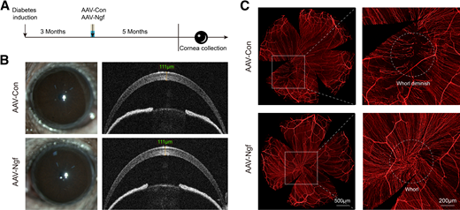 Long-term nerve maintenance effects after a single injection of AAV-Ngf. A: Schematic illustration of the experimental design. Cornea samples were collected at five months after AAV injection. B: Neither AAV-Con nor AAV-Ngf showed side effects to mouse corneas during the 5-month follow-up period. n = 4. C: The central nerve whorl of the cornea was still maintained at 5 months after AAV-Ngf injection, while the AAV-Con group showed dramatic nerve degeneration. n = 4.
