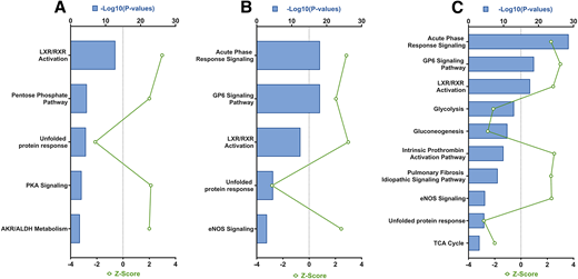 Functional enrichment analysis. NLF-Ctrl vs. NLF-T2D (A); NLF-Ctrl vs. LF-T2D (B); and NLF-T2D versus LF-T2D (C). TCA, tricarboxylic acid cycle.