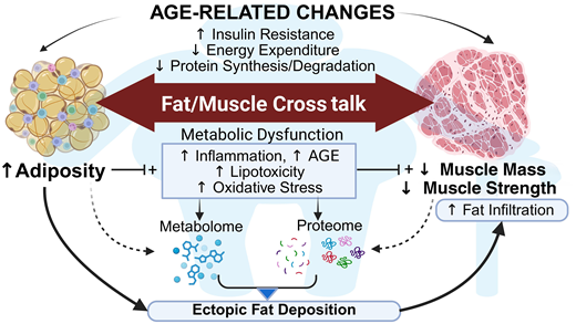 The Mechanism of Sarcopenic Weight Loss The Mechanism of Sarcopenic Weight Loss
