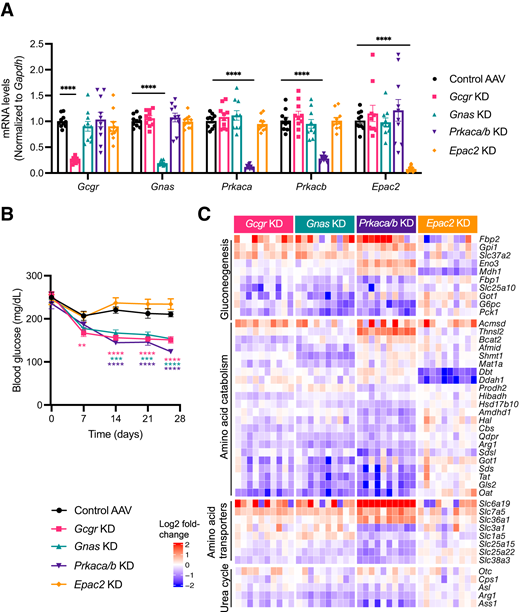 Hepatic Gcgr, Gnas, and Prkaca/b KD downregulates genes involved in amino acid catabolism. A: TaqMan analysis of liver from DIO mice 4 weeks after AAV injections (1 × 1012 genome copies per mouse; n = 10). B: Fed blood glucose levels in DIO mice before and at multiple time points after injection of AAVs (n = 10). C: Heat map of combined differentially expressed genes from each AAV treatment. Genes from gluconeogenesis, amino acid catabolism, amino acid transporters, and urea cycle are displayed. Scale represents log2 fold-change of gene TPM of sample from treatment group over average gene TPM of control group (n = 10). All data are given as mean ± SEM. P values determined by one-way (A) or two-way (B) ANOVA in comparison with control group. **P ≤ 0.01, ***P ≤ 0.001, ****P ≤ 0.0001.
