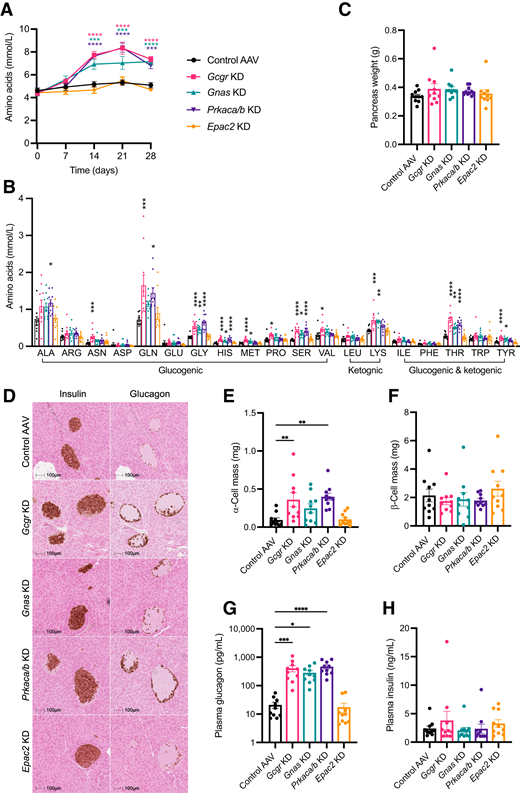 Hepatic Gcgr, Gnas, and Prkaca/b KD induces hyperaminoacidemia and α-cell hyperplasia. A: Plasma amino acid levels in DIO mice before and at multiple time points after injection of AAVs (n = 9–10). B: Individual plasma amino acid levels in DIO mice 4 weeks after AAV injections (n = 10). C: Pancreas weight collected from mice 4 weeks after AAV injections (n = 10). D: Glucagon and insulin immunohistochemistry of representative pancreas sections and single islets at ×10 magnification from mice injected with AAVs 4 weeks before pancreas collection. E and F: α-Cell (E) and β-cell (F) mass measured from pancreas staining as in panel D (n = 10). G and H: Plasma glucagon (G) and insulin (H) were measured from plasma collected at day 28 after AAV injections (n = 10). All data are given as mean ± SEM. P values determined by one-way (B, C, and E–H) or two-way (A) ANOVA in comparison with control group. *P ≤ 0.05, **P ≤ 0.01, ***P ≤ 0.001, ****P ≤ 0.0001.