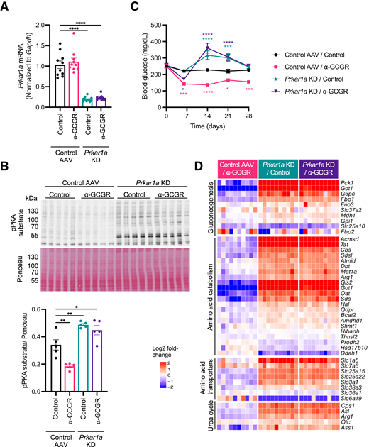 Hepatic PKA activation reverses effects of GCGR inhibition on amino acid catabolism gene expression. A: TaqMan analysis of liver from DIO mice 4 weeks after AAV injections (1 × 1012 genome copies per mouse; n = 10). B: Western blot analysis of phosphorylated PKA (pPKA) substrate levels in mice liver (top). Ponceau S stain of membrane serves as loading control. Quantification of pPKA substrate/Ponceau signals (bottom; n = 5). C: Fed blood glucose levels in DIO mice before and at multiple time points after injection of AAVs (n = 10). D: Heat map showing expression of genes as shown in Fig. 1D from mouse liver. Scale represents log2 fold-change of gene TPM of each sample from treatment group over average gene TPM of control group (n = 10). All data are given as mean ± SEM. P values were determined by one-way (A and B) or two-way (C) ANOVA in comparison with control group. *P ≤ 0.05, **P ≤ 0.01, ***P ≤ 0.001, ****P ≤ 0.0001.