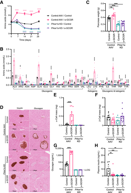 Hepatic PKA activation reduces α-cell mass. A: Plasma amino acid levels in DIO mice before and at multiple time points after injection of AAVs (n = 10). B: Individual plasma amino acid levels in DIO mice 4 weeks after AAV injections (n = 10). C: Pancreas weight collected from mice 4 weeks after AAV injections (n = 10). D: Glucagon and insulin immunohistochemistry of representative pancreas sections and single islets at ×10 magnification from mice injected with AAVs 4 weeks before pancreas collection. E and F: α-Cell (E) and β-cell (F) mass measured from pancreas staining as in panel D (n = 10). G and H: Plasma glucagon (G) and insulin (H) were measured from plasma collected at day 28 after AAV injections (n = 9–10). All data are given as mean ± SEM. P values determined by one-way (B, C, and E–H) or two-way (A) ANOVA in comparison with control group. *P ≤ 0.05, **P ≤ 0.01, ***P ≤ 0.001, ****P ≤ 0.0001.