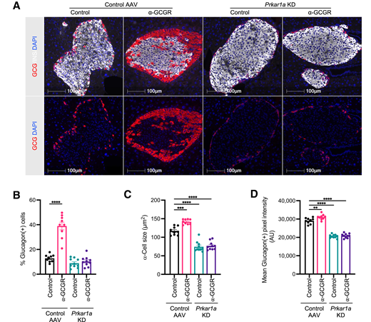 Hepatic PKA activation reduces α-cell size. A: Glucagon (red), insulin (white), and DAPI nuclei (blue) immunofluorescence staining of representative pancreas sections from mice injected with AAVs 4 weeks before pancreas collection. B: Percentage of glucagon-positive cells in all identified islets from pancreas sections (n = 9–10). C: Average α-cell size, calculated by dividing glucagon-positive area in islets by number of glucagon-positive cells (n = 9–10). D: Mean intensity of glucagon-positive pixels in all identified islets from pancreas sections (n = 9–10). All data are given as mean ± SEM. P values determined by one-way ANOVA. **P ≤ 0.01, ***P ≤ 0.001, ****P ≤ 0.0001.