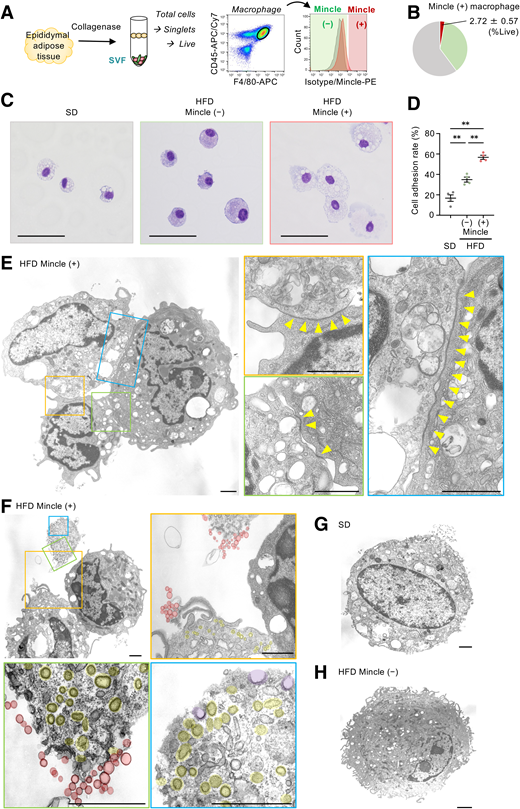 Morphological features of Mincle-expressing macrophages. A: Experimental protocol for preparation of Mincle-expressing macrophages from epididymal adipose tissue of wild-type mice fed the HFD for 11 weeks. Representative FACS plots showing the gating strategy for CD45-positive, F4/80-positive, and Mincle-positive macrophages. Mincle-positive macrophages were determined using isotype controls. APC, allophycocyanin; PE, phycoerythrin. B: Percentage of Mincle-expressing macrophages (red) among living cells. Green and gray indicate non–Mincle-expressing macrophages and other cell types, respectively. Values are mean ± SEM (n = 9). C: Giemsa staining of sorted macrophages. As control cells, CD45-positive and F4/80-positive macrophages were sorted from epididymal adipose tissue of wild-type mice fed the SD. Scale bars, 50 μm. D: Cell adhesion rate of sorted macrophages was calculated as the number of cells attached to other cells per total cells. Values are mean ± SEM (n = 4). **P < 0.01. E–H: Electron microscopy of adipose tissue macrophages. Scale bars, 1 μm. E and F: Mincle-expressing macrophages in epididymal adipose tissue from HFD-fed obese mice. E: Arrowheads indicate adhesion sites. F: Red shading indicates exosome budding sites. Yellow shading indicates endosomes. Purple shading indicates sites in the process of endocytosis. G: Adipose tissue macrophages from SD-fed lean mice. H: Non–Mincle-expressing macrophages from HFD-fed obese mice.