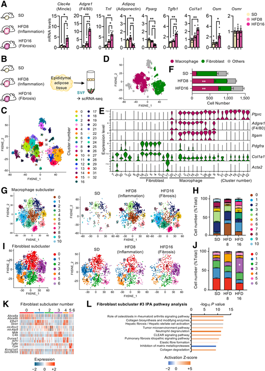 Macrophage and fibroblast subclusters associated with obesity-induced adipose tissue fibrosis. A: mRNA expression in epididymal adipose tissue from wild-type mice fed the SD or HFD for 8 weeks (HFD8, inflammatory phase) or 16 weeks (HFD16, fibrotic phase). Values are mean ± SEM (n = 4–5). B: Sample preparation for scRNA-seq analysis. SVF was obtained from epididymal adipose tissue of lean and obese mice as indicated (n = 3 mice/group). C: Two-dimensional FItSNE representation of 33 clusters of SVF. Each number indicates the respective cell cluster. D: FItSNE representation of macrophages and fibroblasts. E: Violin plots showing expression of genes characterizing macrophage and fibroblast clusters. F: The cell number of macrophages, fibroblasts, and others. Values are mean ± SEM (n = 3 mice/group). The data of macrophages were analyzed by ANOVA, followed by the Tukey test. **P < 0.01 vs. SD. G: FItSNE representation of 11 subclusters of macrophages. Each number indicates the respective cell cluster. H: Changes in macrophage cell composition. Values are mean ± SEM. I: FItSNE representation of seven subclusters of fibroblasts. Each number indicates the respective cell cluster. J: Changes in fibroblast cell composition. Values are mean ± SEM (n = 3 mice/group). The data of fibroblast subcluster 3 were analyzed by ANOVA, followed by the Tukey test. *P < 0.05 vs. SD. K: Heat map of top two differentially expressed genes defining the subclusters indicated in panel I. L: Specific IPA pathways in fibroblast subcluster 3. The z score represents the activation (orange) or inhibition (blue) state of each canonical pathway.