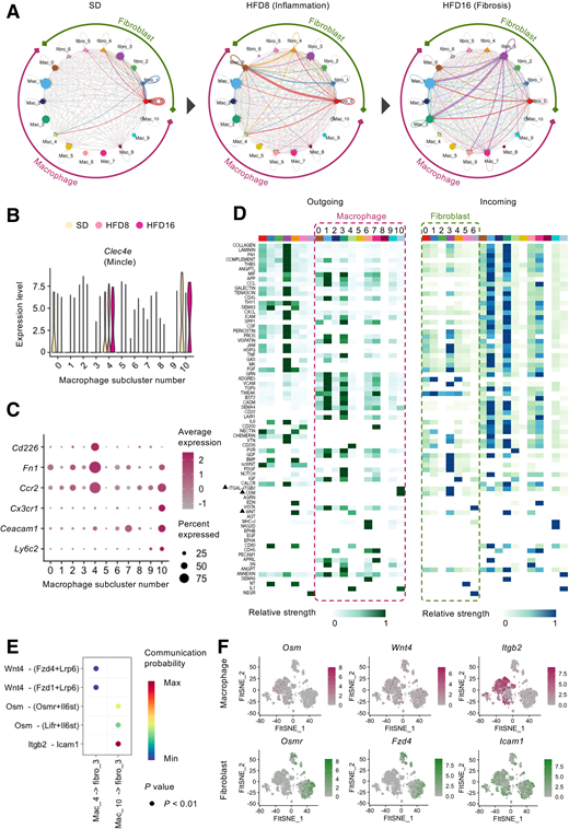 Potential cellular interaction between Mincle-expressing macrophages and fibrosis-associated fibroblasts. A: CellChat analysis of macrophages and fibroblasts. Circle plots displaying communication networks between macrophages and fibroblasts, with the width of edges representing the strength of the communication. HFD8, HFD for 8 weeks; HFD16, HFD for 16 weeks. B: Violin plot showing the expression levels of the cells expressing Mincle (Clec4e). C: Dot plots showing the expression levels and percentages of the cells expressing genes defining macrophage subclusters 4 and 10. Color intensities and dot sizes indicate expression levels and percentages, respectively, of the cells expressing the indicated genes. D: Heat map showing the summary of the signaling pathways identified to the outgoing (ligand) and incoming (receptor) signals between macrophages and fibroblasts from wild-type mice fed the HFD for 16 weeks (fibrotic phase). The color bar represents the relative signaling strength of a signaling pathway across cell types. The signaling pathways indicated by the triangles are those we focused on. E: Significant ligand-receptor pairs sending signals from macrophage subclusters 4 or 10 to fibroblast subcluster 3 in wild-type mice fed the HFD for 16 weeks (fibrotic phase). Color intensities and dot sizes indicate communication probability and P value, respectively. F: FItSNE representation of the genes identified as potentially involved in the CellChat analysis.