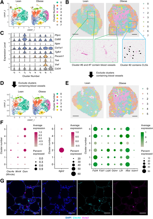 Spatial transcriptomic analysis of obesity-induced adipose tissue inflammation and fibrosis. A: UMAP plots of the Visium spot transcriptome clusters showing eight clusters of epididymal adipose tissue from wild-type mice fed the SD (lean) or HFD for 36 weeks (obese, fibrotic phase). B: Spatial visualization of each cluster. The green dotted rectangles show the tissue images, including blood vessels. The light blue solid rectangle shows the histological image including CLS). Arrowheads indicate CLS. Scale bars, 1 mm. C: Violin plots showing the expression levels of the genes that characterize each Visium spot. UMAP plots of the Visium spot (D) and spatial visualization of each cluster (E) excluding clusters 6 and 7 that were histologically rich in blood vessels and expressed high levels of vascular endothelial markers. APC, allophycocyanin; PE, phycoerythrin; SSC, side scatter. Scale bars, 1 mm. F: Dot plots showing the expression levels and percentages of the cells expressing Mincle and the genes identified as potentially involved in the CellChat analysis. Genes highly expressed in macrophages and fibroblasts are shown in red and green, respectively. Color intensities and dot sizes indicate expression levels and percentages, respectively, of the cells expressing the indicated genes. G: Representative images of Mincle (cyan) and Acta2 (magenta) in situ hybridization in epididymal adipose tissue from HFD-fed obese mice (fibrotic phase). Nuclei were visualized by DAPI staining (blue). Scale bars, 100 μm.