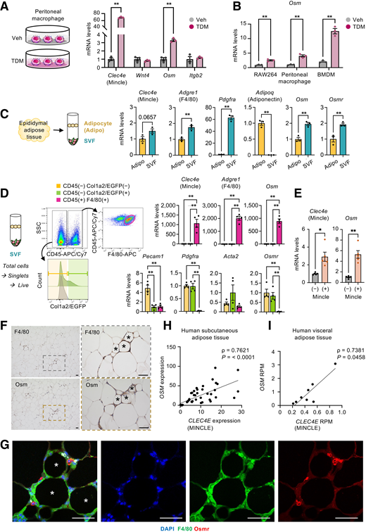Mincle-expressing adipose tissue macrophages express Osm in diet-induced obesity. A: Expression of Mincle and the genes identified as potentially involved in the CellChat analysis. Peritoneal macrophages were stimulated with TDM, an exogenous Mincle ligand, for 24 h. Veh, vehicle. Values are mean ± SEM (n = 3). B: Expression of Osm. RAW264, peritoneal macrophages, and bone marrow–derived macrophages (BMDMs) were treated with TDM for 8 h. Values are mean ± SEM (n = 3). C: Osm and its receptor Osmr expression in adipocytes and SVF from epididymal adipose tissue of lean wild-type mice. Values are mean ± SEM (n = 3). D: FACS gating for preparation of CD45(−) Col1a2/EGFP(−) (including adipocyte progenitor cells, endothelial cells, etc.), CD45(−) Col1a2/EGFP(+) (including activated fibroblasts), and CD45(+) F4/80(+) (including macrophages) cells from epididymal adipose tissue of lean Col1a2/EGFP-transgenic mice, which express EGFP exclusively in collagen I–producing cells (left). mRNA expression in each cell type (right). Values are mean ± SEM (n = 4). E: Expression of Mincle and Osm in Mincle-expressing and nonexpressing macrophages from epididymal adipose tissue of HFD-fed obese mice. Values are mean ± SEM (n = 5). F: Representative F4/80 and Osm immunostaining in serial sections of epididymal adipose tissue from HFD-fed obese mice (fibrotic phase). *Indicates CLS. Scale bars, 50 μm. G: Representative F4/80 (green) and Osmr (red) immunostaining in epididymal adipose tissue from HFD-fed obese mice (fibrotic phase). Nuclei were visualized by DAPI staining (blue). Images were acquired in Z-stack mode (7.45-μm thickness) and projected into two dimensions using maximum intensity projection. *Indicates CLS in merged image. Scale bars, 50 μm. H: Correlation analysis of gene expressions of MINCLE and OSM in human subcutaneous adipose tissue (n = 43). I: Correlation analysis of gene expression of MINCLE and OSM in human visceral adipose tissue (n = 8, Gene Expression Omnibus DataSet: GSE235696). RPM, reads per million mapped reads, represents normalized gene expression data. *P < 0.05; **P < 0.01. Spearman correlation coefficient (ρ) and P values are shown on the plot (H and I).