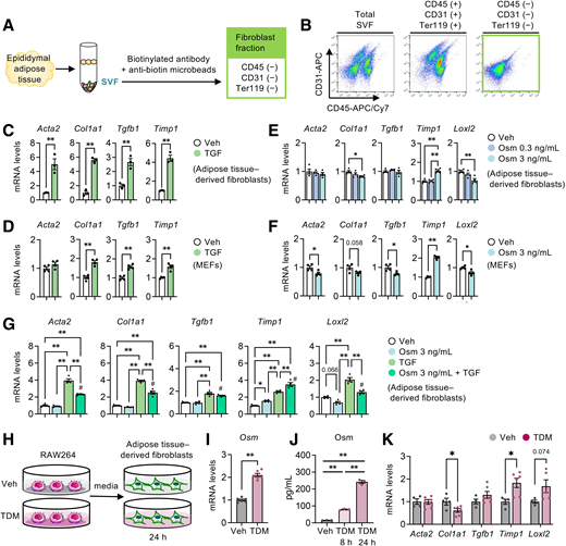 Mincle-Osm axis regulates ECM remodeling in adipose tissue fibroblasts. A–G: Effect of Osm on expression of the genes related to fibrosis in cultured fibroblasts. Values are mean ± SEM (n = 3 to 6). A: Experimental protocol. The SVF was prepared from epididymal adipose tissue of HFD-fed obese mice (fibrotic phase), then divided into CD45/CD31/Ter119-negative and remaining fractions by a magnetic cell sorting system (MACS). APC, allophycocyanin. B: FACS analysis of the cells divided by MACS. C–G: mRNA expression of genes related to collagen synthesis, degradation, and cross-linking. Veh, vehicle. Adipose tissue–derived fibroblasts (C, E, and G) and mouse embryonic fibroblasts (MEFs) (D and F) were treated with 3 ng/mL recombinant TGF-β1 (C, D, G) or Osm (E, F, G) for 24 h. H–K: Conditioned media supplementation experiments. Values are mean ± SEM (n = 3–6). H: Experimental protocol. Adipose tissue–derived fibroblasts were cultured in conditioned media from TDM-stimulated RAW264 macrophages. Mincle-stimulated mRNA expression (I) and secretion (J) of Osm in RAW264 macrophages. Cells were treated with TDM for 8 or 24 h. K: mRNA expression of genes related to collagen synthesis, degradation, and cross-linking. Adipose tissue-derived fibroblasts were cultured with conditioned media from TDM-stimulated RAW264 macrophages for 24 h.*P < 0.05;**P < 0.01; #P < 0.01 vs. Osm 3 ng/mL (G).