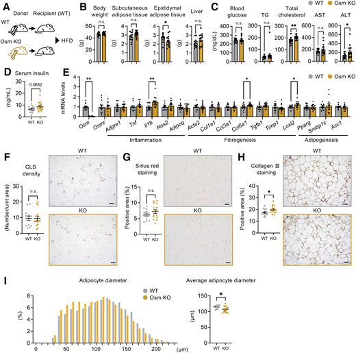 Macrophage-derived Osm suppresses obesity-induced adipose tissue fibrosis. Bone marrow transplantation experiments using Osm-deficient (knockout [KO]) mice. Values are mean ± SEM (n = 13–15). A: Experimental protocol. The lethally irradiated wild-type (WT) mice received bone marrow cells from WT or KO mice fed the HFD for 24 weeks (fibrotic phase). B: Body, adipose tissue, and liver weights. C: Fasting blood glucose, serum triglyceride (TG), total cholesterol, AST, and ALT concentrations. D: Serum insulin concentrations. E: mRNA expression of genes related to inflammation, fibrogenesis, and adipogenesis in epididymal adipose tissue. Representative images of F4/80 immunostaining (F), Sirius red staining (G), and collagen III immunostaining (H) in epididymal adipose tissue and their quantitative evaluations. Scale bars, 100 μm. I: Histogram and average adipocyte diameters in the epididymal adipose tissue. *P < 0.05; **P < 0.01; n.s., not significant.