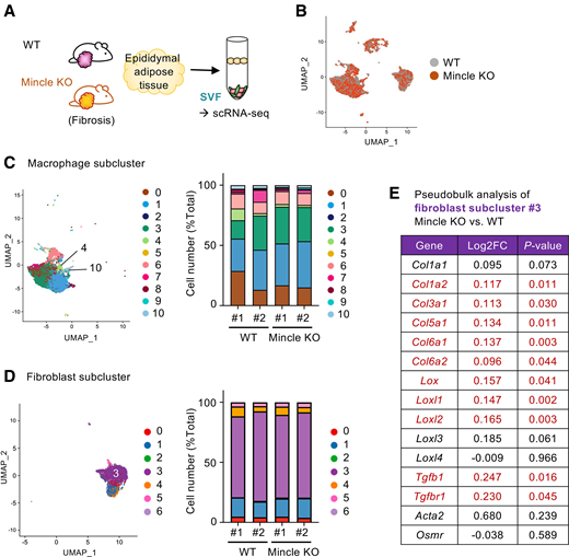Mincle deficiency induces collagen expression in fibrosis-associated fibroblasts during obesity. A: Sample preparation for scRNA-seq analysis. The SVF was obtained from epididymal adipose tissue from wild-type (WT) or Mincle-deficient (Mincle knockout [KO]) mice fed the HFD for 15 weeks (fibrotic phase) (n = 2 mice/group). B: UMAP plot showing the clustering of each genotype. C: UMAP plot (left) showing 11 subclusters of macrophages, based on label transfer from the data set in Fig. 2G. Each number indicates the respective cell cluster. Changes in macrophage cell composition are shown in the graph (right). D: UMAP plot (left) showing seven subclusters of fibroblasts, based on label transfer from the data set in Fig. 2I. Each number indicates the respective cell cluster. Changes in fibroblast cell composition are shown in the graph (right). E: DESeq2 results of pseudo-bulk analysis of fibroblast subcluster 3 across two genotypes for genes associated with collagen synthesis, degradation, and cross-linking. The indicated genes with P values <0.05 of Mincle KO relative to WT are shown in red. FC, fold change.