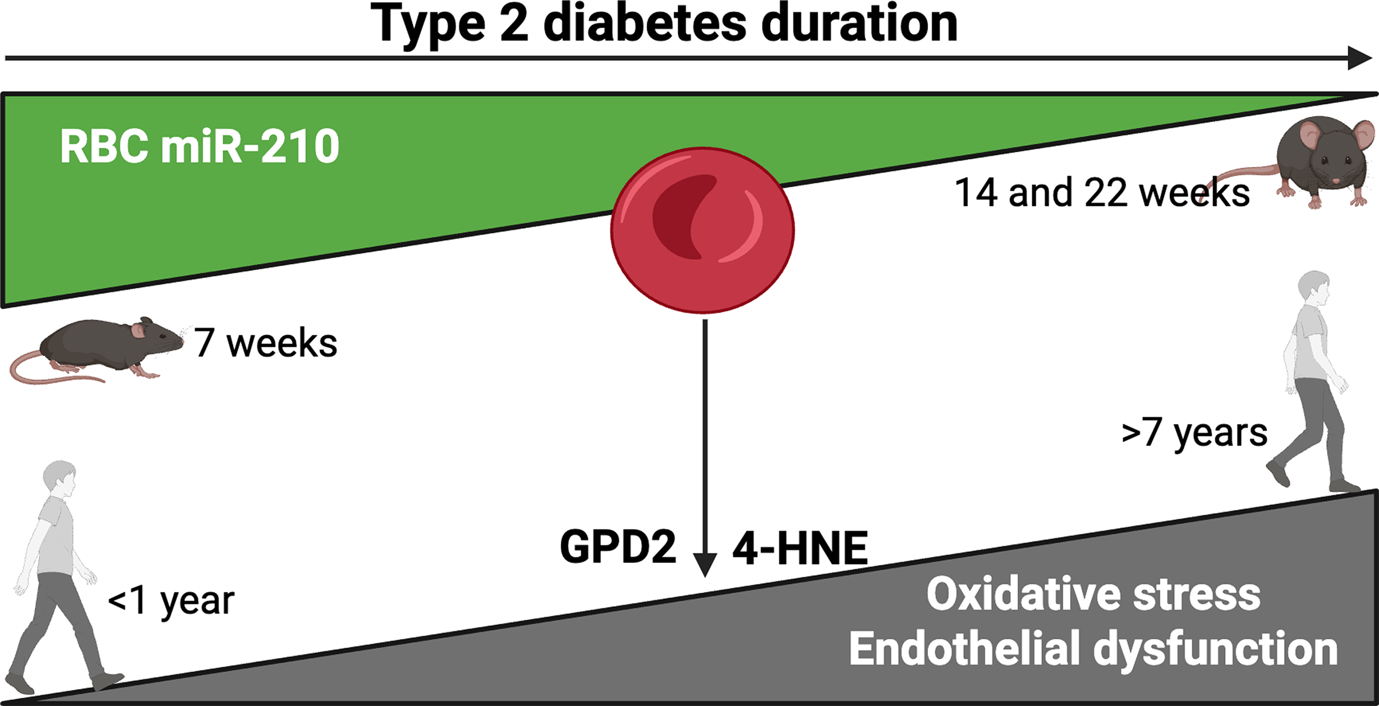糖尿病の罹患期間と血管障害の関連を解明 ― 赤血球変化と新たなバイオマーカーを特定 (New study explains the link between long-term diabetes and vascular damage) 糖尿病の罹患期間と血管障害の関連を解明 ― 赤血球変化と新たなバイオマーカーを特定 (New study explains the link between long-term diabetes and vascular damage)