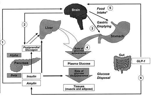 Glucose Metabolism and Regulation: Beyond Insulin and Glucagon