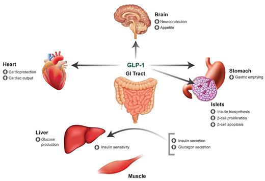 GLP-1 Receptor Agonist Treatment Improves Fasting and Postprandial ...