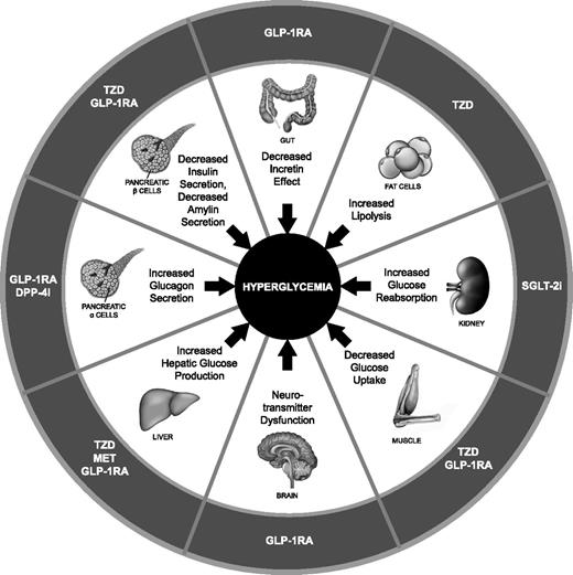 FIGURE 1. Pathophysiology of type 2 diabetes with therapeutic targets of glucose-lowering therapies. Adapted from ref. 8 in ref. 9; reprinted with permission from refs. 8 and 9. DPP-4i, dipeptidyl peptidase 4 inhibitor; MET, metformin; TZD, thiazolidinedione.